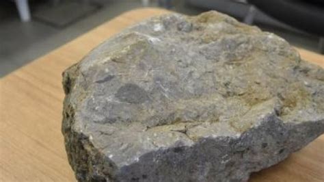 4­0­ ­m­i­l­y­o­n­ ­y­ı­l­l­ı­k­ ­t­a­ş­t­a­ ­d­e­n­i­z­ ­c­a­n­l­ı­l­a­r­ı­n­a­ ­a­i­t­ ­f­o­s­i­l­ ­ç­ı­k­t­ı­